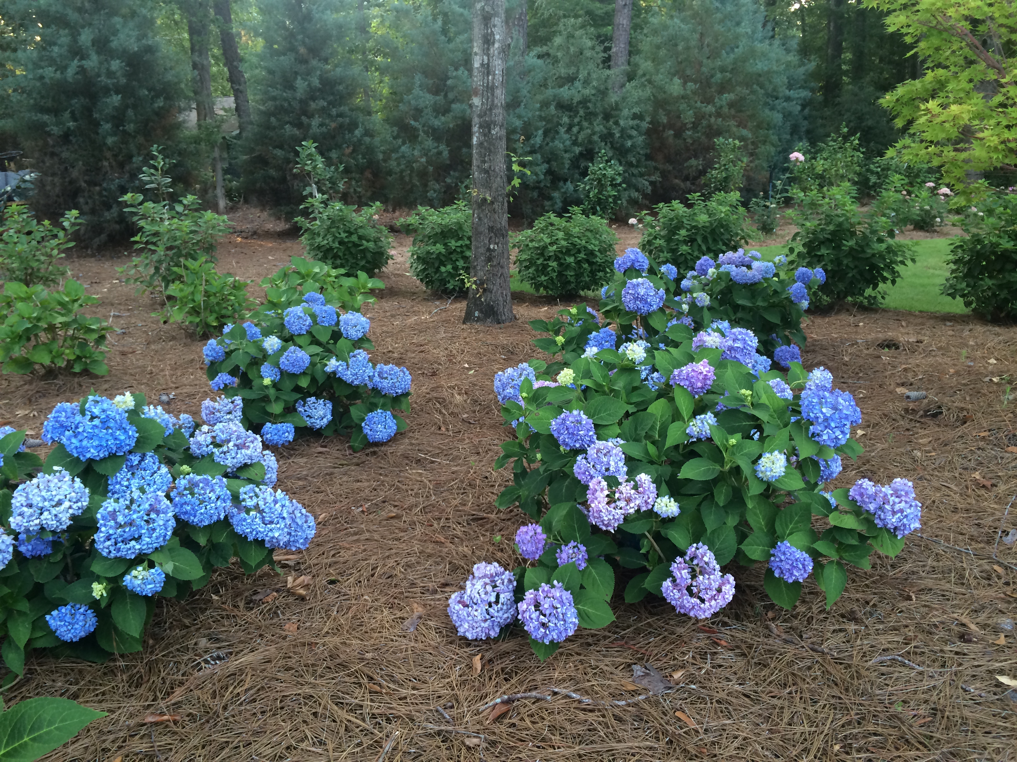 Blundering Gardener: Hydrangeas are exciting for good reason – Twin Cities