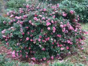 camellias in macon and warner robins